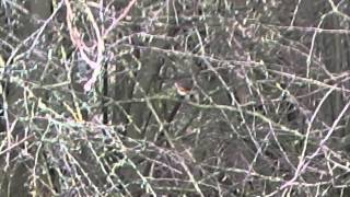 Red flanked Bluetail Marshfield February 8 2014 [upl. by Key783]