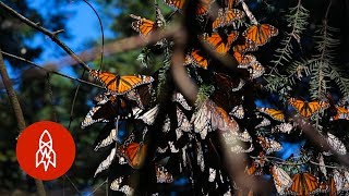 Monarchs by the Millions Welcome to Butterfly Forest [upl. by Ahseina]