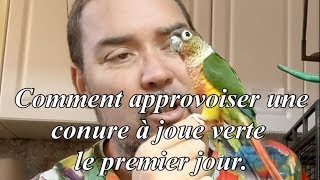 Comment apprivoiser une conure à joue verte  How to Tame a Green Cheek Conure [upl. by Abbotsen]