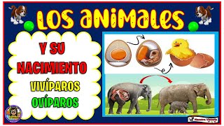 LOS ANIMALES Y SU NACIMIENTO🐣🐣🐣🐣🦍🦍🐒🐵🐶🦧🐕‍🦺🐩 [upl. by Eppesuig311]