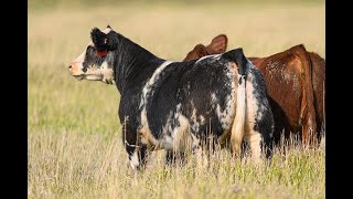 Reimann Pasture Sale 2024  Tag 120 [upl. by Yrral53]