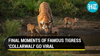 Viral I Final moments of legendary tigress collarwali emerge days after her death [upl. by Lamb847]