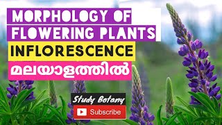 THE INFLORESCENCE  RACEMOSE CYMOSE MORPHOLOGY OF FLOWERING PLANTS PLUS ONE BIOLOGY MALAYALAM 6 [upl. by Cloutman979]