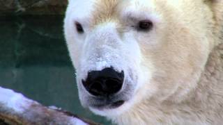 Zoo View Polar Bears  Cincinnati Zoo [upl. by Arenat]