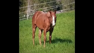 Made Ona Blue Moon 2018 Machine Made filly [upl. by Zenia]