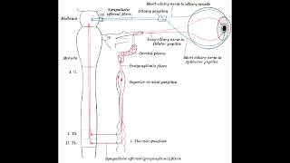 Pupillary Nerve Control  Miosisconstriction amp MydriasisDilation [upl. by Gaskin]